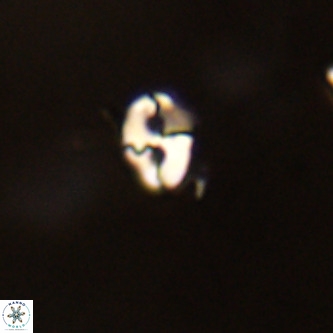Lanternithus duocavus VR 01003