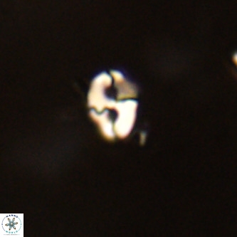 Lanternithus duocavus VR 01004