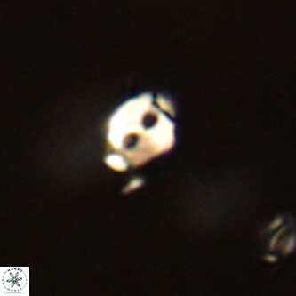 Lanternithus duocavus VR 01007
