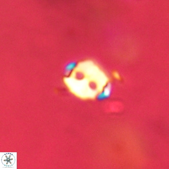 Lanternithus duocavus VR 01008
