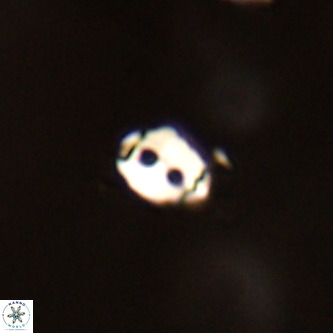 Lanternithus duocavus VR 01010