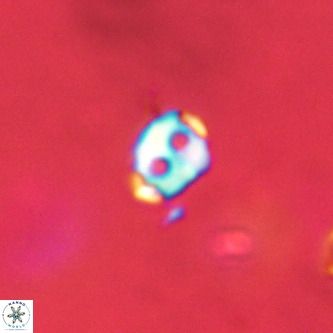 Lanternithus duocavus VR 01011