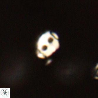 Lanternithus duocavus VR 01012