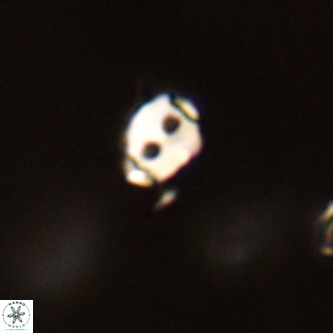 Lanternithus duocavus VR 01013