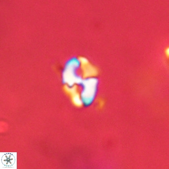Lanternithus duocavus VR 01015