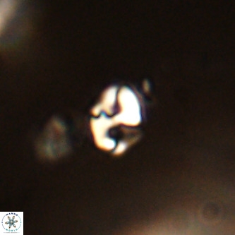 Lanternithus duocavus VR 01032