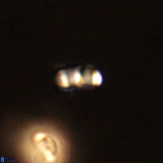 Lanternithus duocavus VR 01037