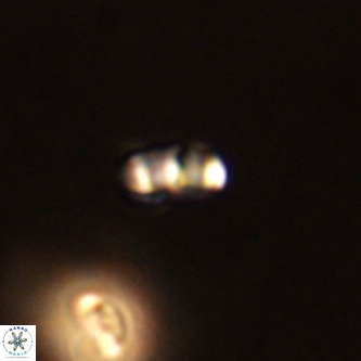 Lanternithus duocavus VR 01037