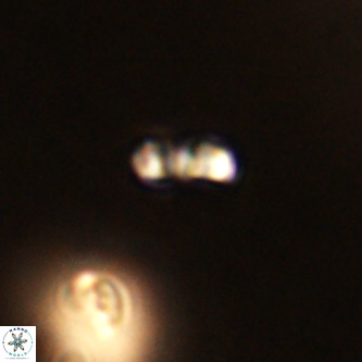Lanternithus duocavus VR 01045