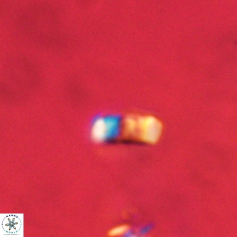Lanternithus duocavus VR 01067