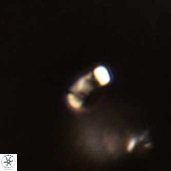 Lanternithus duocavus VR 01073