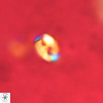 Lanternithus duocavus VR 01078