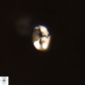 Lanternithus duocavus VR 01080