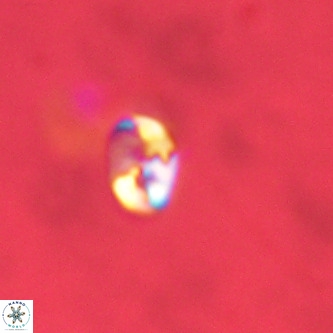 Lanternithus duocavus VR 01081