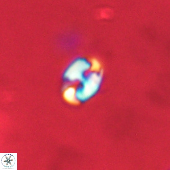 Lanternithus duocavus VR 01082