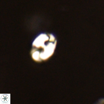 Lanternithus duocavus VR 01083