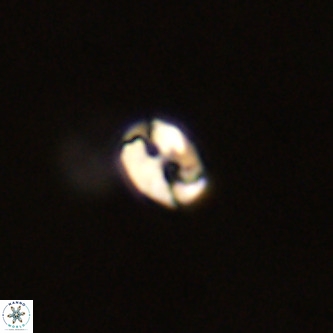 Lanternithus duocavus VR 01085