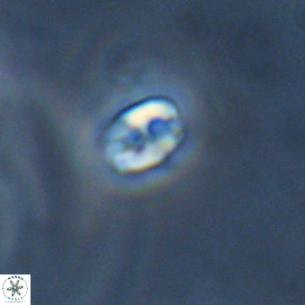 Lanternithus duocavus VR 01089