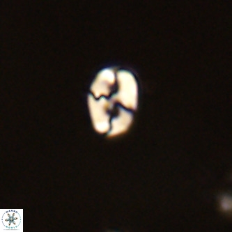 Lanternithus duocavus VR 01095