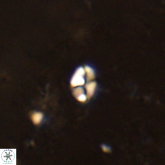 Lanternithus jawzii VR 00156