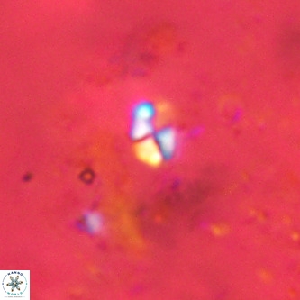 Lanternithus jawzii VR 00159