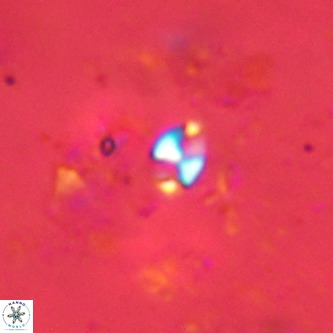 Lanternithus jawzii VR 00165