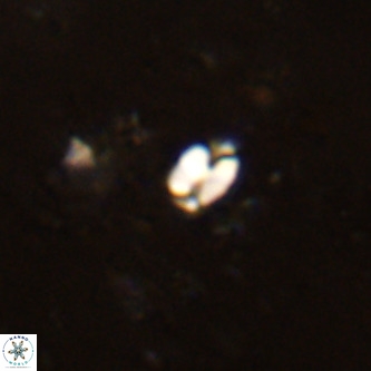 Lanternithus jawzii VR 00166