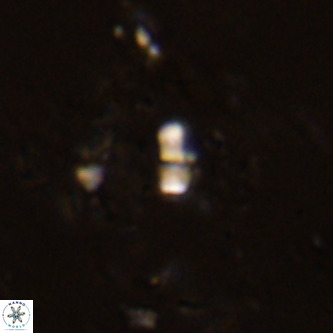 Lanternithus jawzii VR 00174