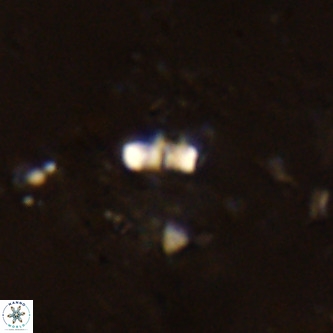 Lanternithus jawzii VR 00178