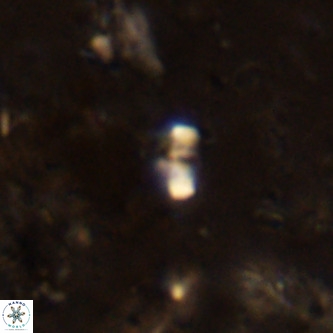 Lanternithus jawzii VR 00194