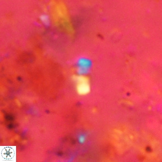Lanternithus jawzii VR 00195