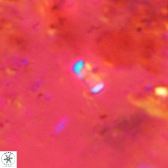 Lanternithus jawzii VR 00204