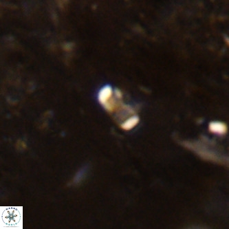 Lanternithus jawzii VR 00205