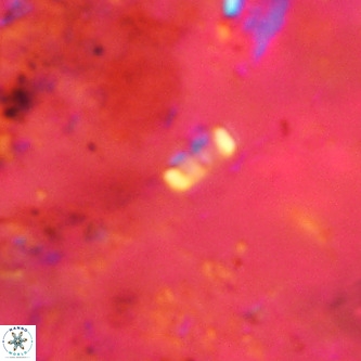 Lanternithus jawzii VR 00206