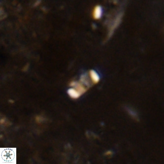 Lanternithus jawzii VR 00202