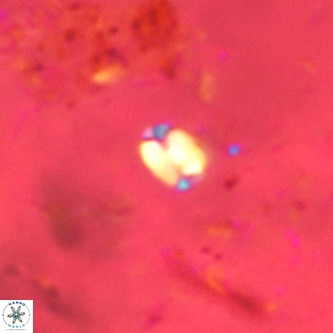 Lanternithus jawzii VR 00214