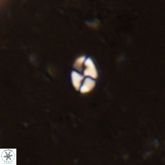 Lanternithus jawzii VR 00216
