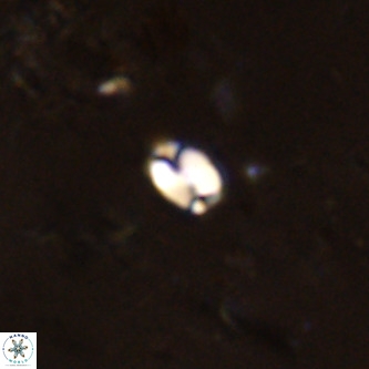 Lanternithus jawzii VR 00213