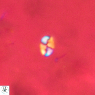 Lanternithus jawzii VR 00223