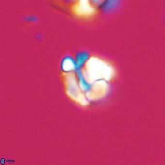 Lanternithus minutus VR 33441