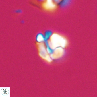 Lanternithus minutus VR 33441