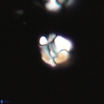 Lanternithus minutus VR 33442