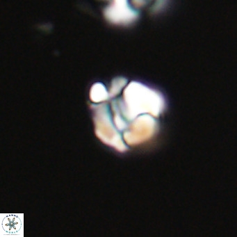 Lanternithus minutus VR 33442