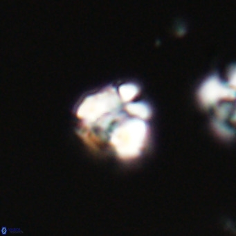 Lanternithus minutus VR 33443