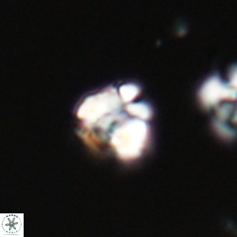 Lanternithus minutus VR 33443