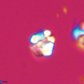 Lanternithus minutus VR 33444
