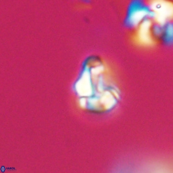 Lanternithus minutus VR 33445