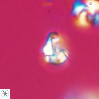Lanternithus minutus VR 33445