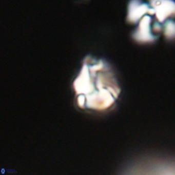 Lanternithus minutus VR 33446