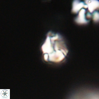 Lanternithus minutus VR 33446
